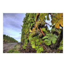 grapes on a vine photo print