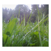 Grass and Trees Photo Art