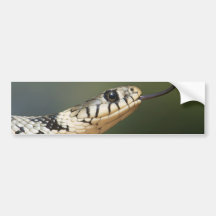 Grass Snake Bumper Stickers