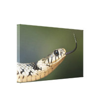 Grass Snake Canvas Prints