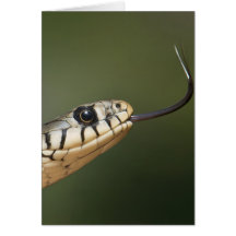 Grass Snake Greeting Cards