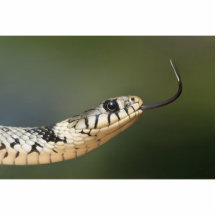 Grass Snake Photo Cutouts