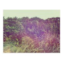 Grasses in the Wind Postcard