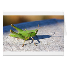 Grasshopper on fence post greeting cards