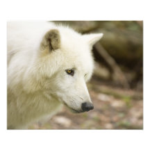 graywolf photograph