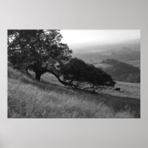 Grazing Cow Posters