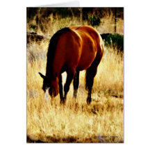 Grazing Horse Greeting Card