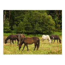 Grazing Horses Post Cards