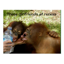 Great Ape Girlfriends at Recess Post Card
