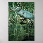Great Blue Heron Poster