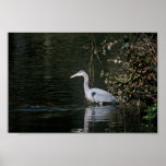 Great Blue Heron Print