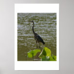 Great Blue Heron Print
