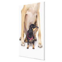 Great Dane and Dachshund portrait Stretched Canvas Print