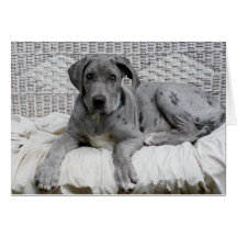 Great Dane Baby Boy "Hero" Greeting Cards