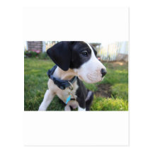 Great Dane Puppy Post Cards