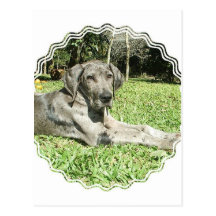 Great Dane Puppy Postcard