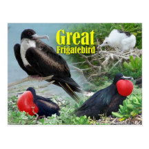 Great Frigatebird, Midway Atoll, Hawaiian Islands Postcards