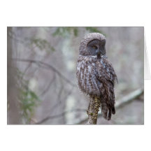 Great Grey Owl Card