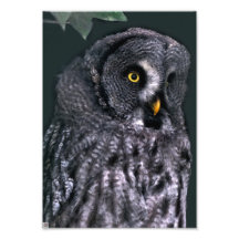 Great Grey Owl Photo Print