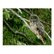Great Grey Owl Post Card