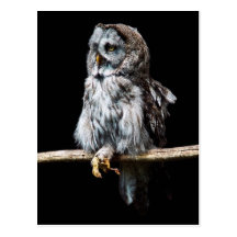 Great grey owl postcard