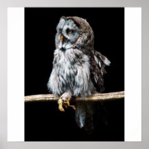 Great grey owl poster