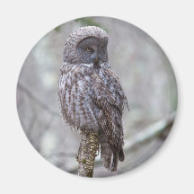Great Grey Owl Refrigerator Magnet