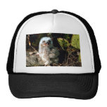 Great Horned Owl Chick Hats