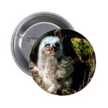 Great Horned Owl Chick Pins