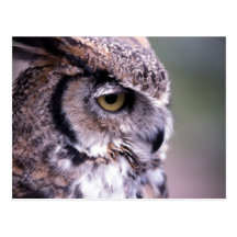 Great Horned Owl - Customised Postcard
