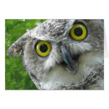 Great-Horned Owl Greeting Cards