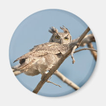 Great Horned Owl (Light) Magnet