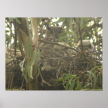 Great Horned Owl nest Poster
