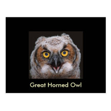 Great Horned Owl Post card