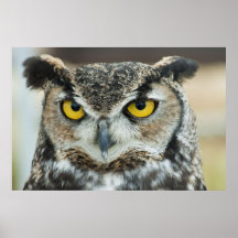 Great Horned Owl Posters