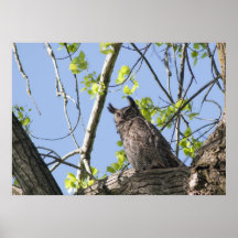 Great Horned Owl Print