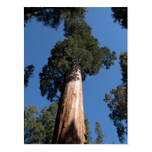 Great Sequoia Postcards