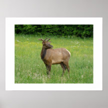 Great Smoky Mountain Nat'l Park Print