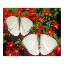 Great Southern White Butterflies posters