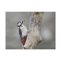 Great Spotted woodpecker canvas print
