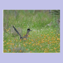 Greater Roadrunner, Geococcyx postcards