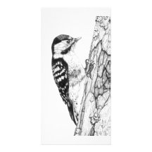 Greater Spotted Woodpecker (close) - Photo Card