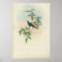 Green and Blue Gould Hummingbird Posters