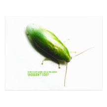 Green Banana Cockroach - Panchlora nivea Postcards