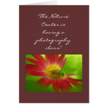 Green Bee & Painted Daisy Cards