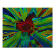 Green Blue Red Bromeliad Plant Image Photographic Print