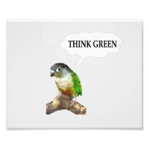 Green Cheek Conure "Think Green." Photograph
