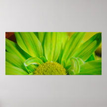 Green Daisy Poster