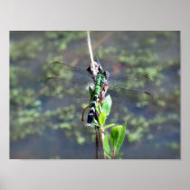 Green Dragonfly 1 Poster