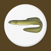 Green Eel magnets